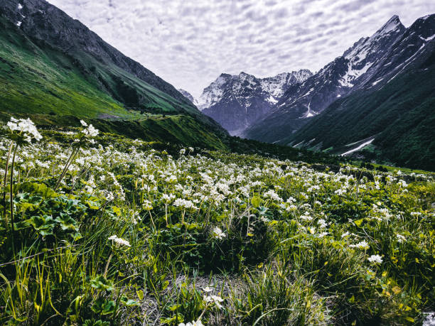 Valley of Flowers & Hemkund Sahib Trek